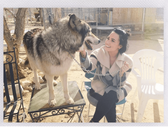La adorable pareja decidió pasar el día en un lugar muy peculiar: un santuario de lobos, nada salvajes.