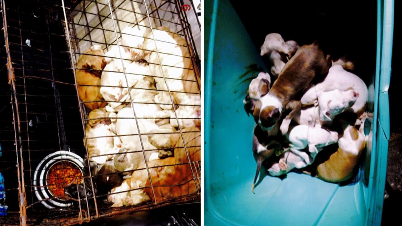 Arrestan a dos hombres por tener 19 pitbulls recién nacidos en un auto cubiertos de orina y heces