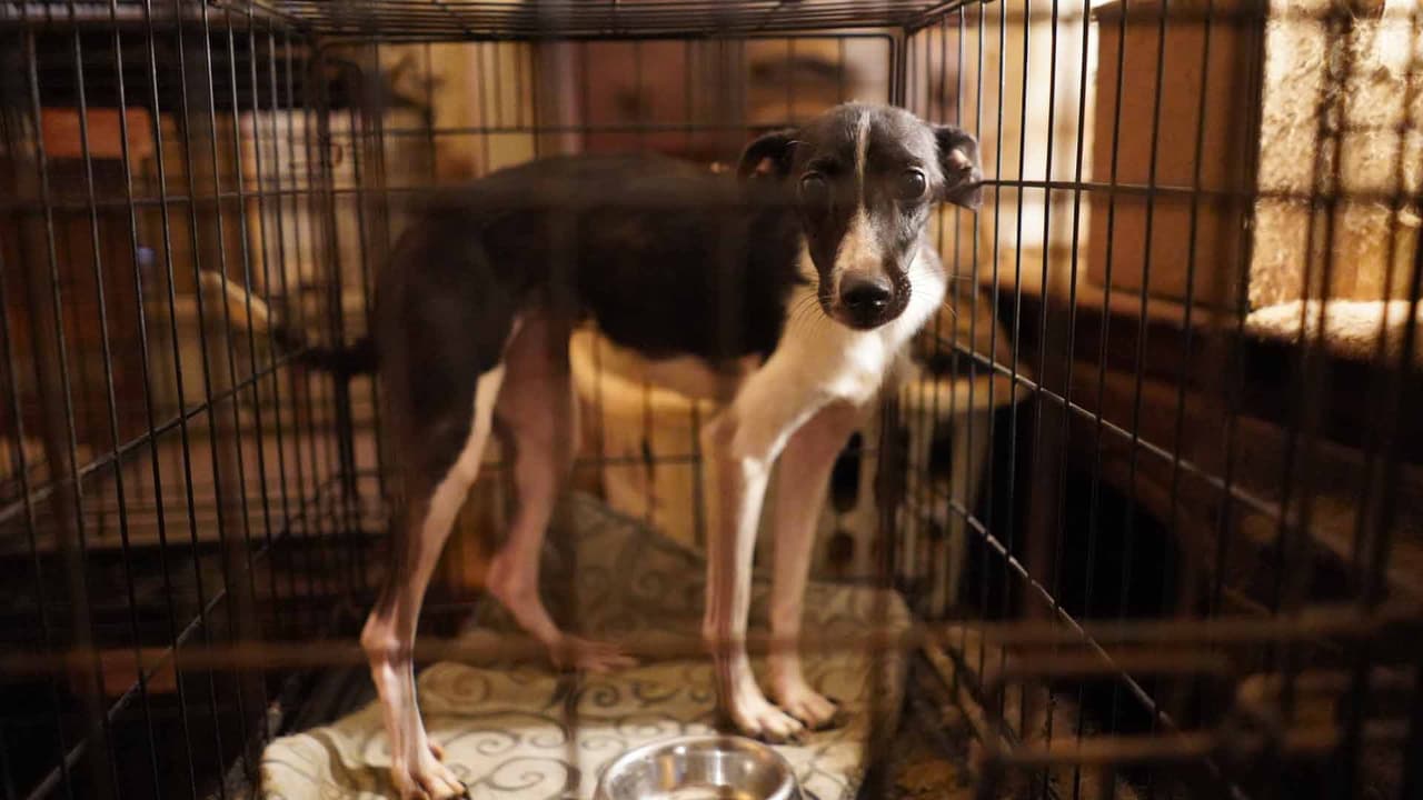 La investigación será canalizada a la oficina de Fiscal de Distrito del condado Harris.