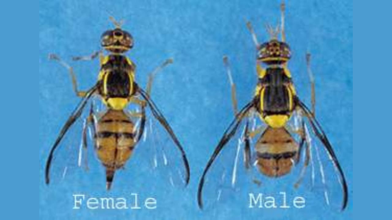 Alerta por mosca de la fruta oriental que amenaza agricultura y economía en el condado de Santa Clara

