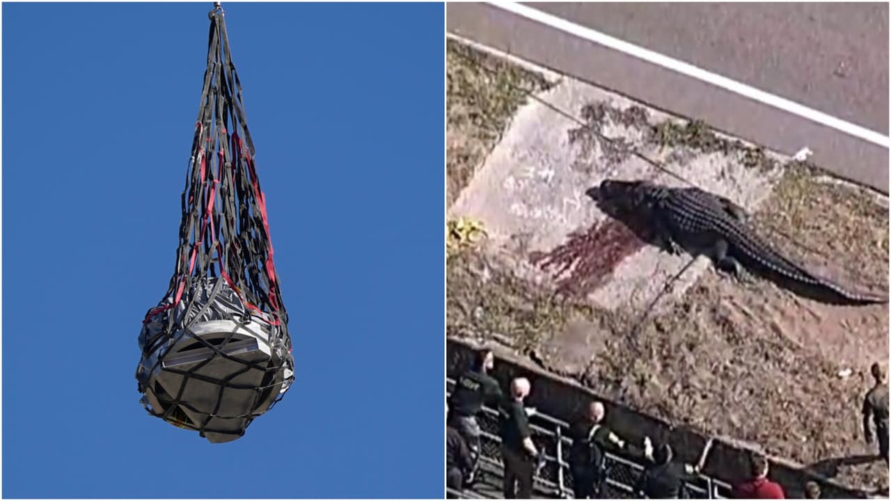 La semana en video: Muere familia en choque con un tren, aterriza sonda con restos de asteroide y cazan un caimán con un cuerpo humano en su interior