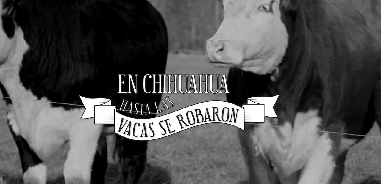 En Chihuahua hasta las vacas se robaron - MCCI corruption investigation