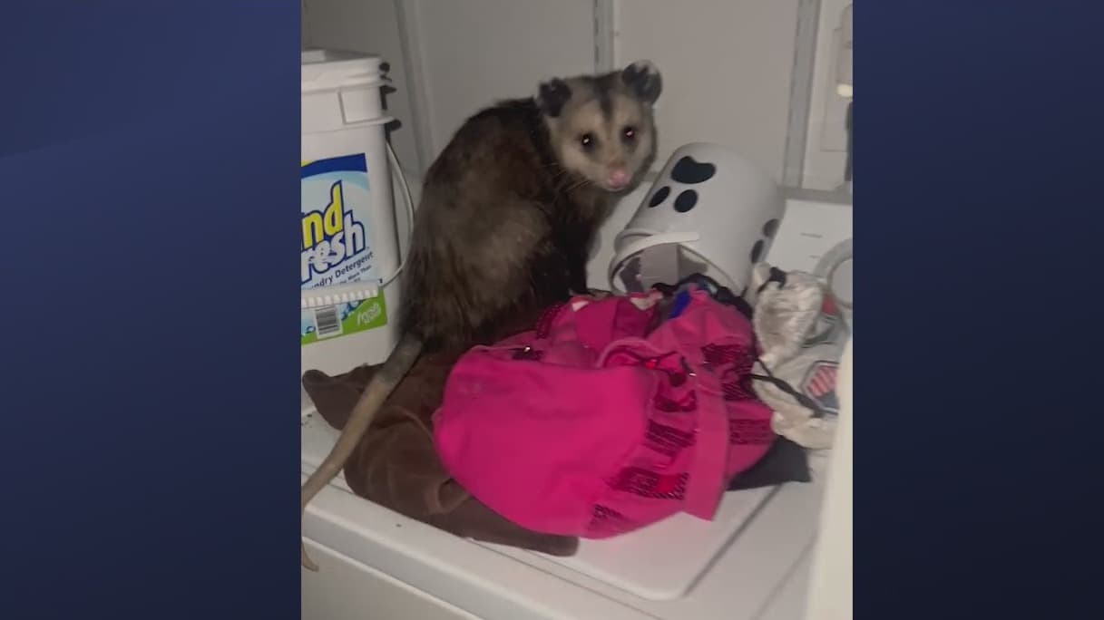 El animalito era una zarigüeya, que ella creyó que se metió a su casa por un agujero debajo de donde se pone el filtro del aire acondicionado. Aunque su sorpresa y miedo es normal al no conocer este animalito, las zarigüeyas no son agresivas y tampoco son portadoras de rabia.