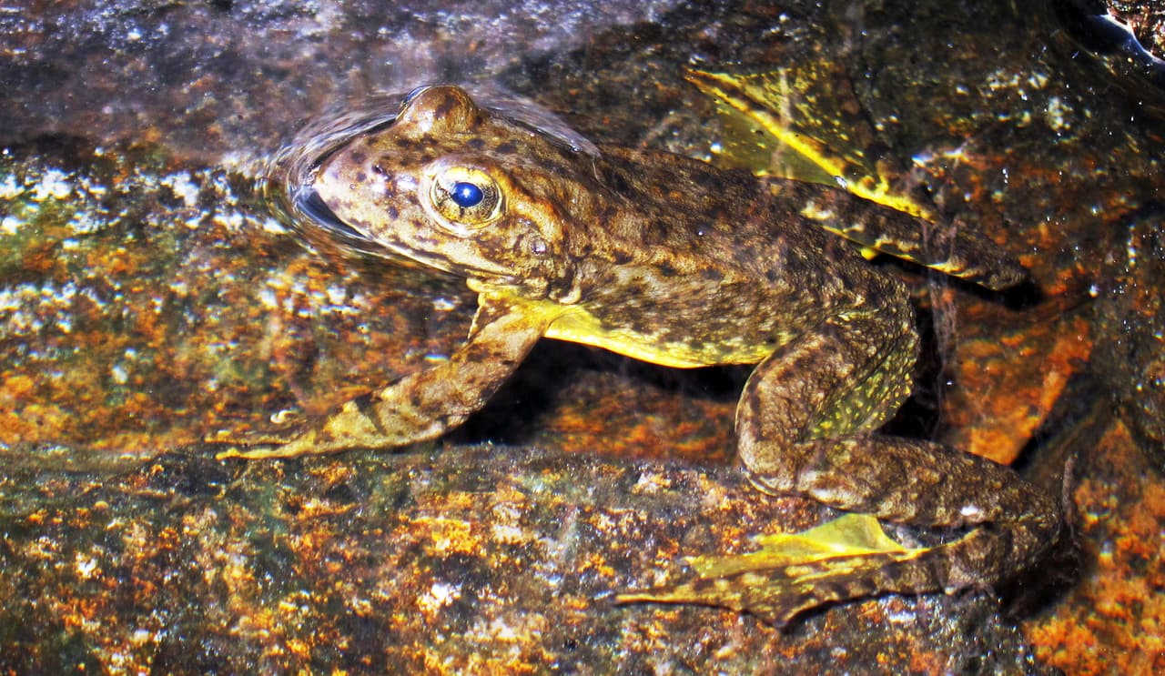 Al rescate de las ranas de patas amarillas y el sapo de Yosemite