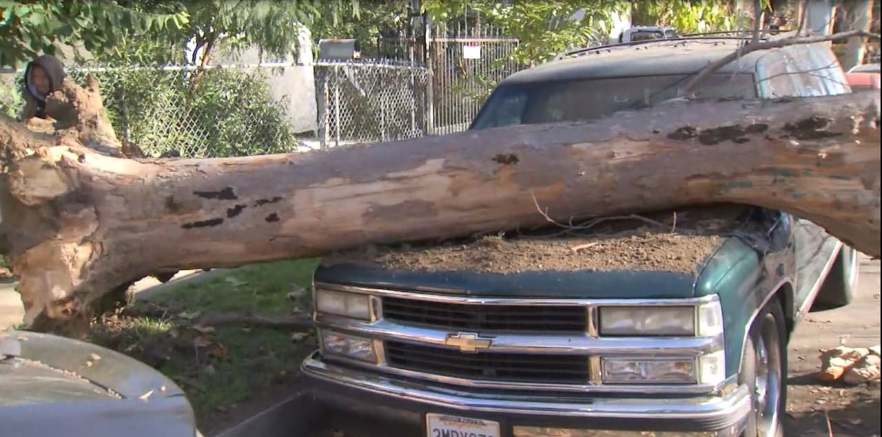 "Hicimos el reporte de la ciudad pero dijeron que no podían venir a quitar el árbol por falta de dinero", dijo Hernández.
<br>