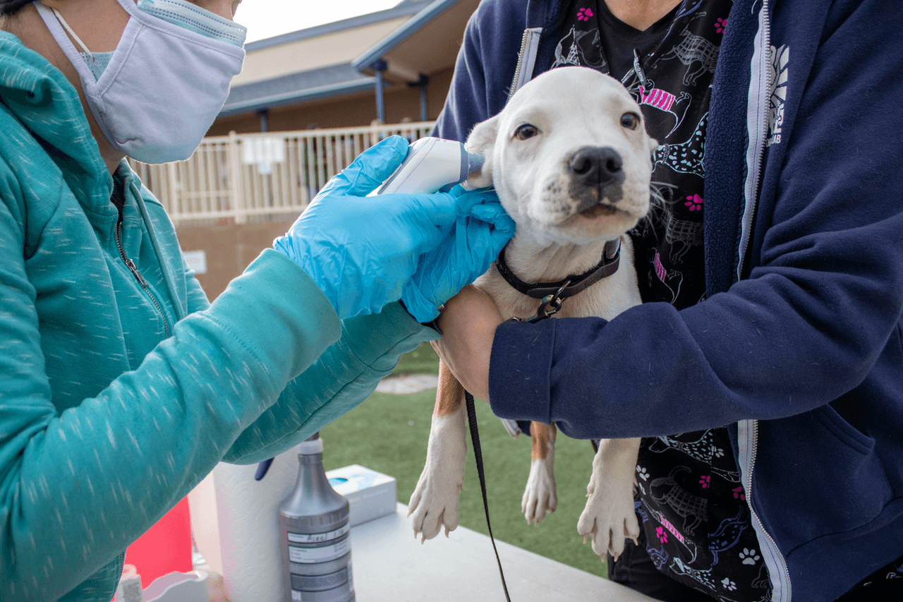Ayuda gratuita para contrarrestar los efectos negativos que la pandemia pudo haber dejado en tu mascota