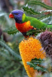 Aves en Australia dejan las semillas y se alimentan de carne
