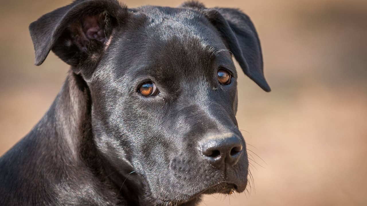 Como Hachiko: Perrito pasa días esperando a su dueño en el local donde lo asesinaron en Culiacán
