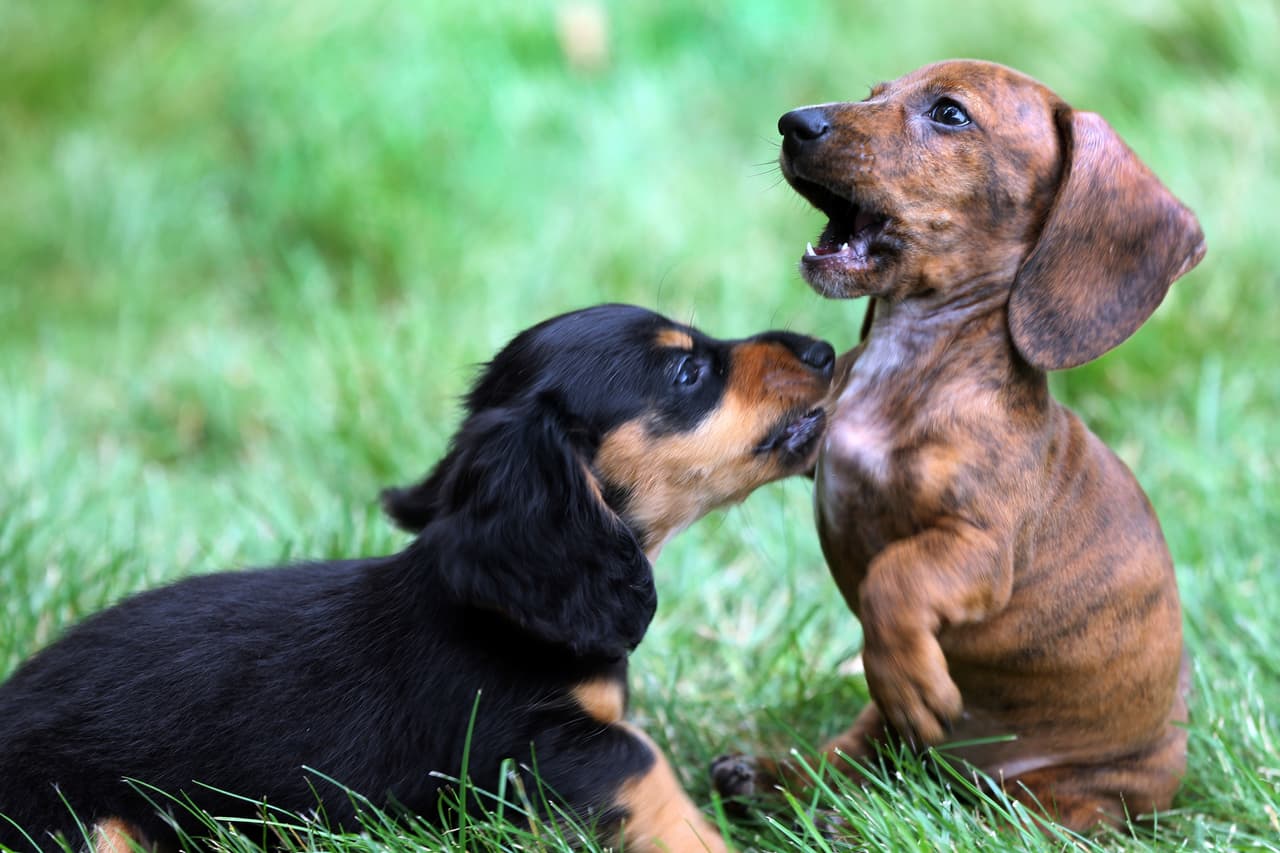 Los CDC recomiendan extremar las medidas de aseo a los dueños de cachorros, debido al brote infeccioso que se ha registrado en 30 estados.