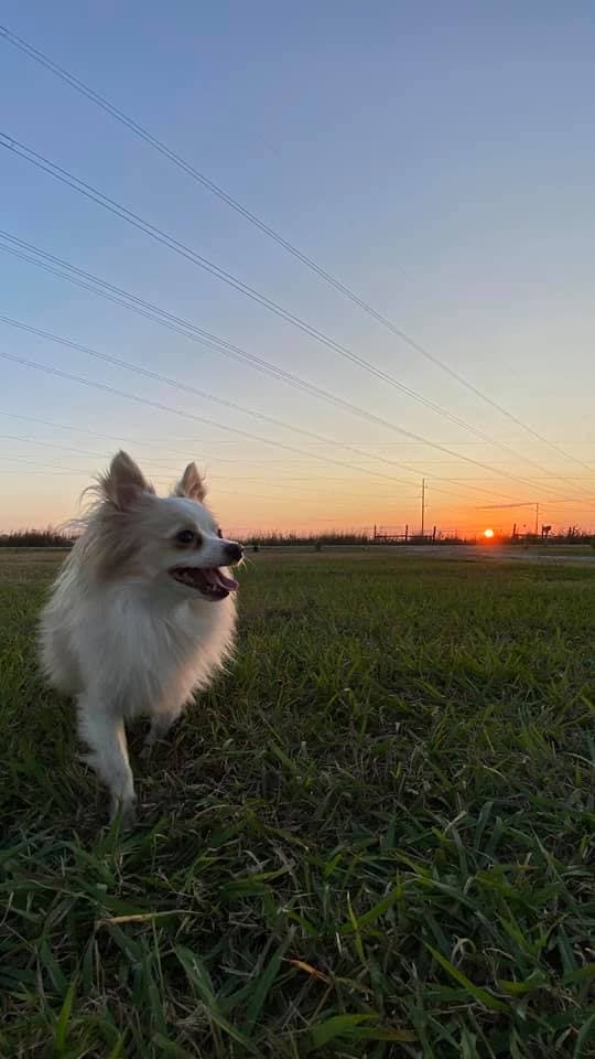 Según el Best Friends Animal Society, desde el inicio de la pandemia se han adoptado más de un millón de mascotas de refugios y grupos de rescate. 
<br>