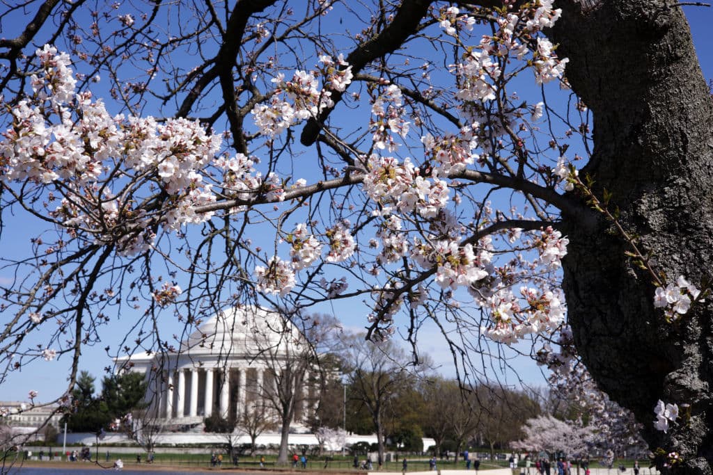 La 
<b>floración de los cerezos que rodean el Tidal Basin en Washington, DC, </b>se ha convertido en un símbolo de la belleza natural de la capital de EEUU. Los famosos árboles, un regalo de Japón en 1912, anuncian el comienzo de la primavera con una explosión de vida y color; así como un mar de flores de color rosa pálido y blanco.