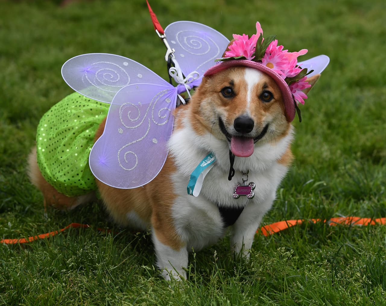 Algunos ejemplares lucieron sus mejores galas.