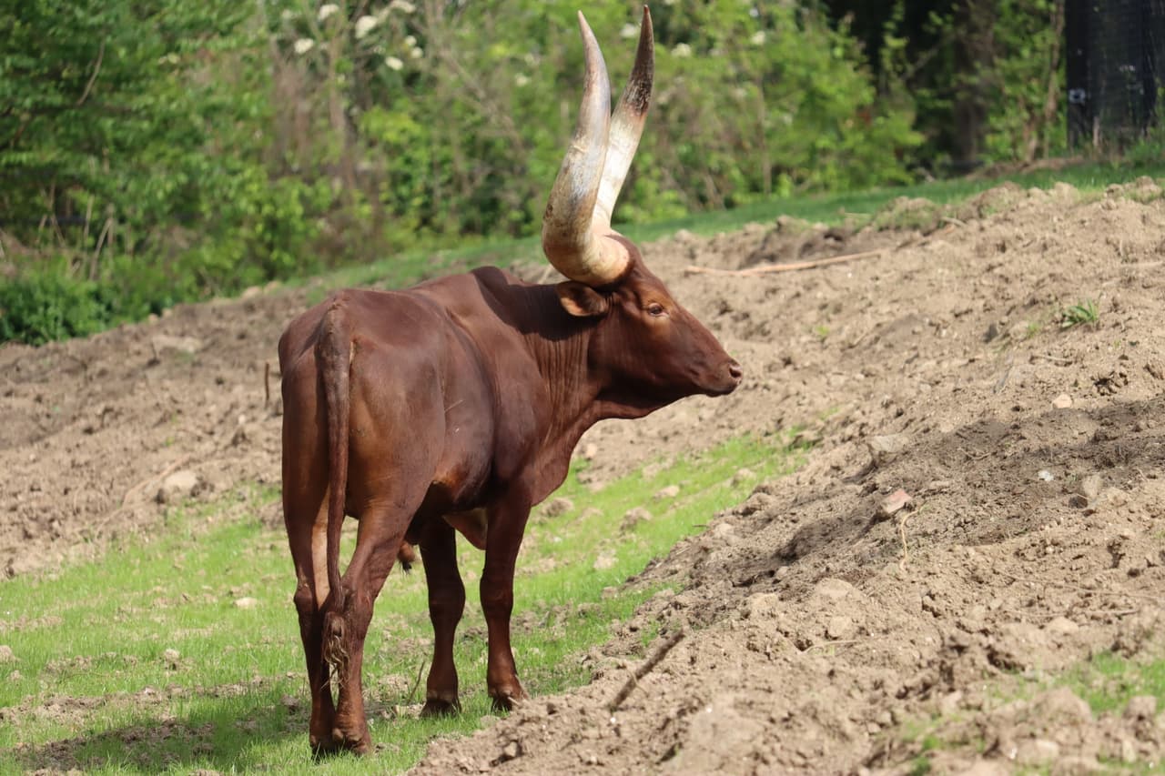 Los cuidadores del zoológico han reducido las opciones de nombres de acuerdo con las tradiciones del pueblo Banyankole de Uganda. Puedes ayudarlos a hacer la elección final haciendo clic 
<a href="https://philadelphiazoo.org/name-our-ankole-cattle/" target="_blank">aquí</a>.