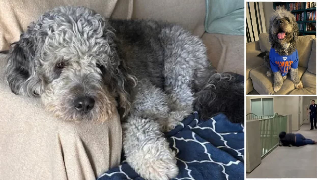 Muerte del perro Jameson: piden video de la cámara corporal del policía de Los Ángeles que le disparó