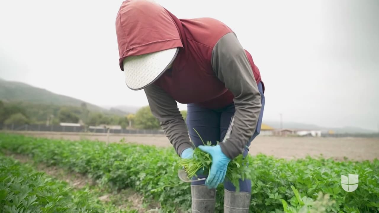 ¿Quién cultiva tu comida? El creciente poder de las mujeres en la agricultura