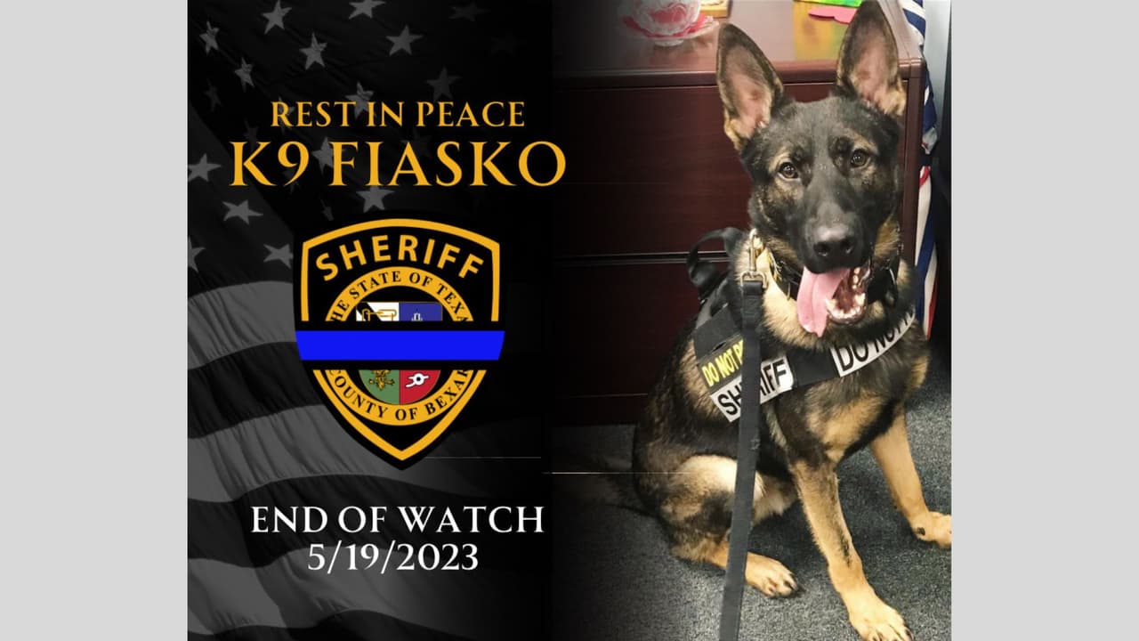 Muere Fiasko, perro policía asignado a detenciones en San Antonio