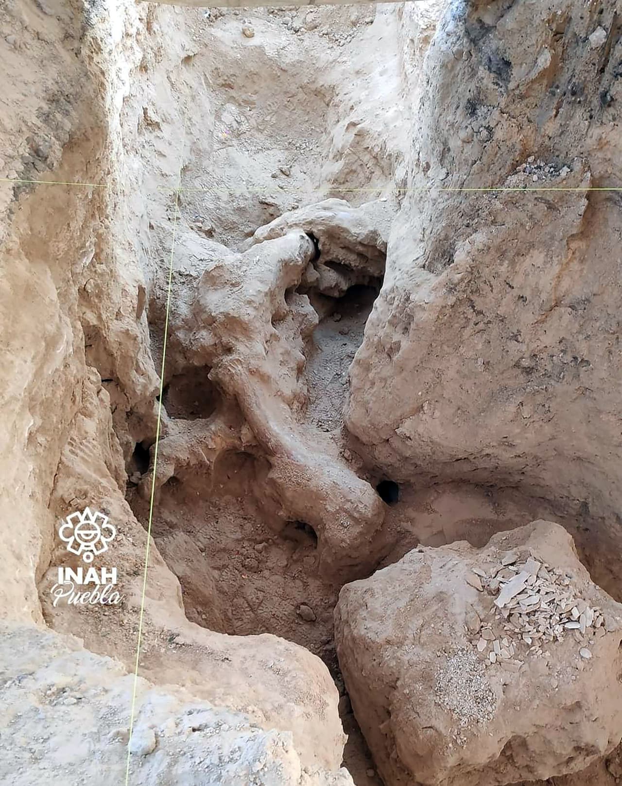 También se halló la segunda defensa (que fue rota por la máquina operada por el empleado del cementerio), el cráneo fragmentado, el 70 % por ciento de la pelvis y algunos restos de costillas. "La más completa de estas conserva un 60 % de su tamaño original", explica el INAH.
<br>