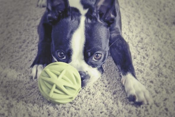 Boston terrier. Son inteligentes y aman jugar. Podría acompañarte unos 14 años, pero su actitud es juvenil toda su vida.