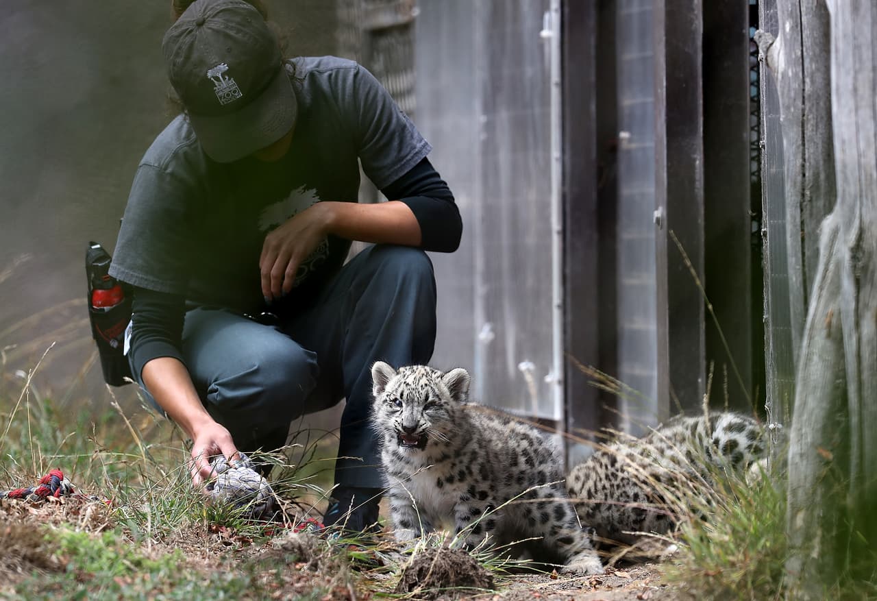 De acuerdo con SFGate, este zoológico tiene un programa de reproducción de leopardo de las nieves desde 1958.