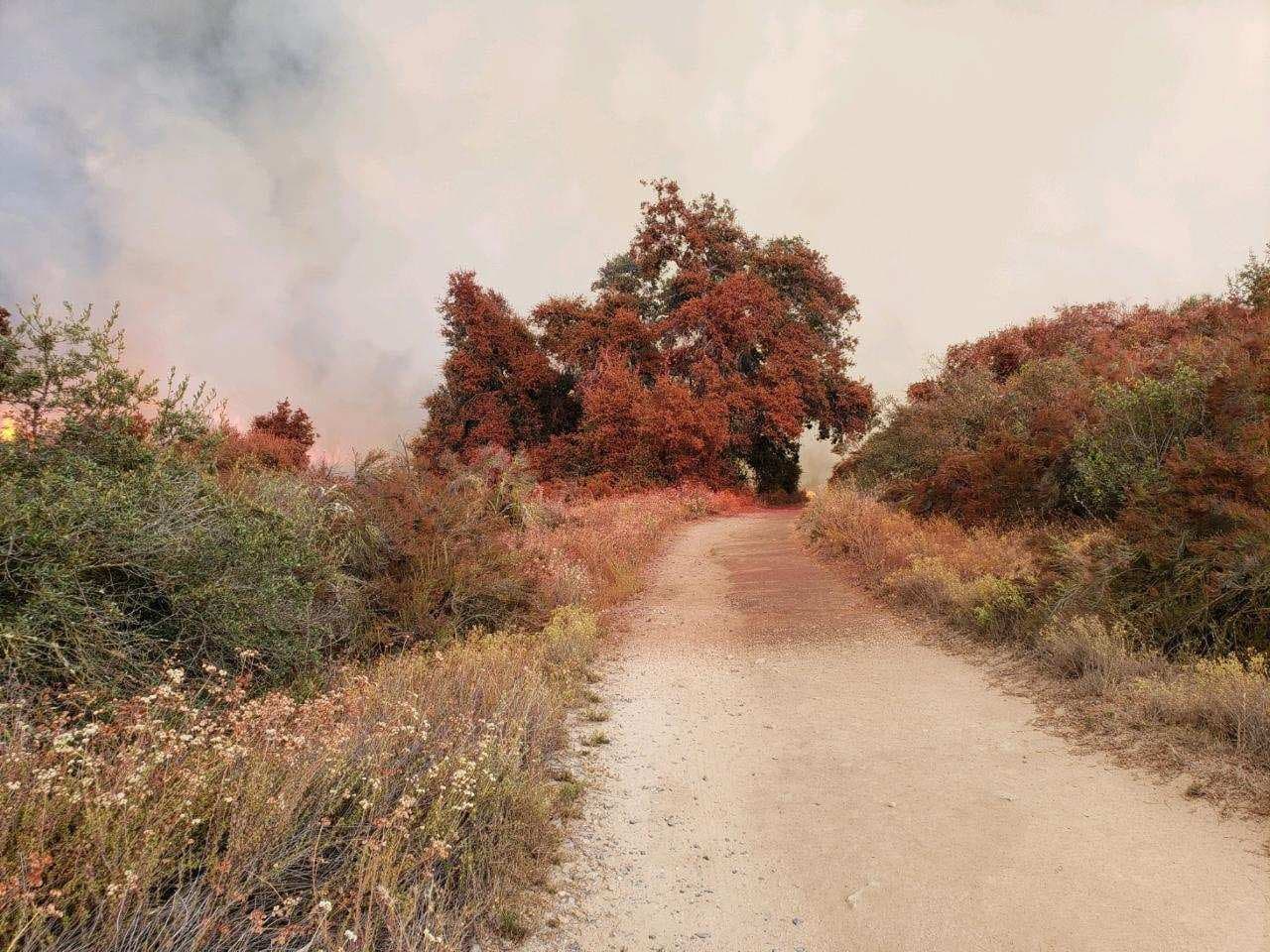 En menos de una hora, las llamas alcanzaron a destruir 50 acres y a partir de las 6:00pm del miércoles, la cifra de terreno quemado siguió su escalada hasta alcanzar los 1,400 acres reportados este jueves 5 de septiembre por CALFire.