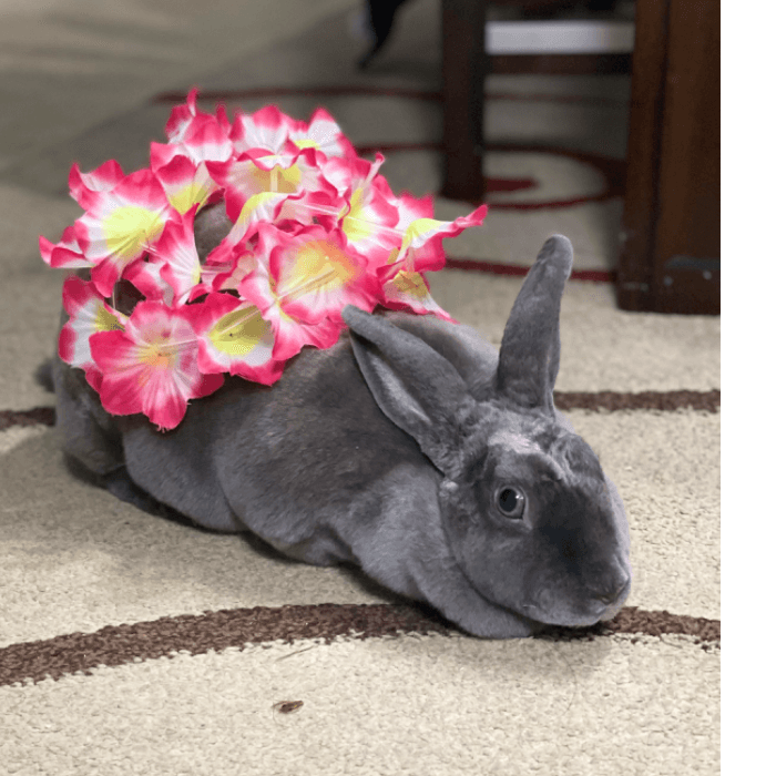 El Bebé de la casa “Benito”