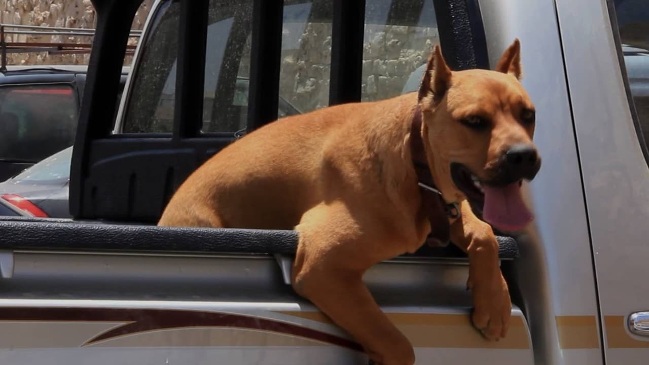 Calor extremo en el centro de Texas pone en riesgo a las mascotas; así puedes protegerlas