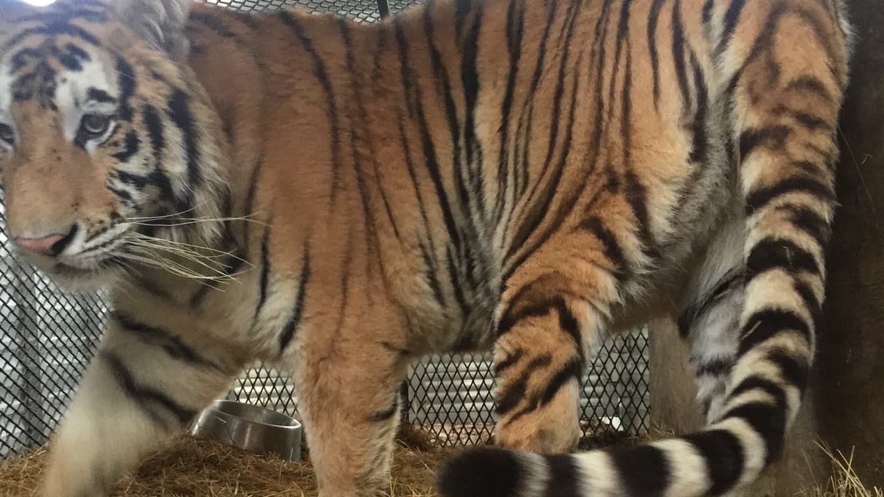 El personal del refugio que examinó al tigre cree que se trata de un macho, pero no estarán 100% seguros hasta no realizar una evaluación más detallada, dijo Lara Cottingham, funcionaria del albergue de animales BARC.