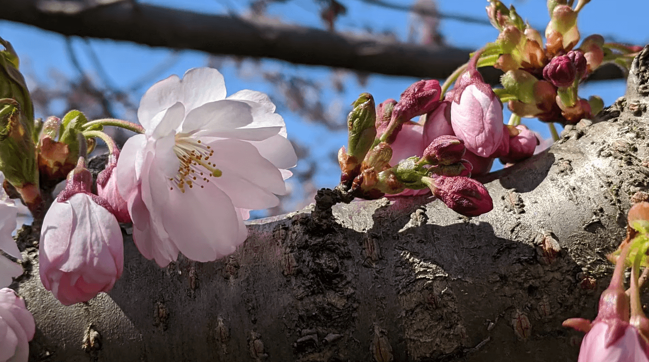 Para disfrutar mejor del Bosque de Cerezos en Flor, se recomienda acudir en horarios de menor afluencia, como las mañanas entre semana o las primeras horas de la tarde. Esto permite apreciar con mayor tranquilidad la belleza del lugar.