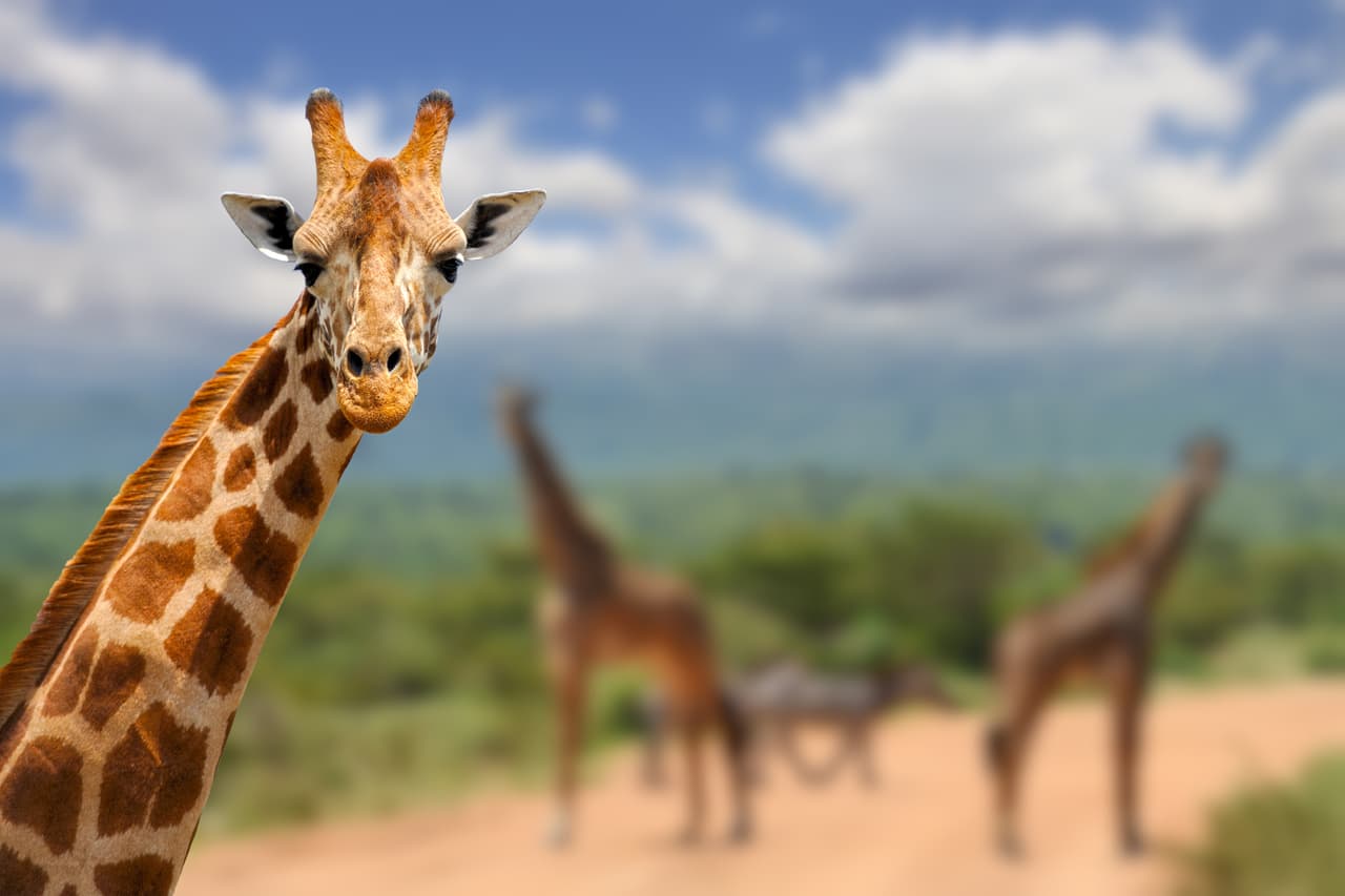 La madre del menor está grave: una jirafa mata a un bebé a pisotones