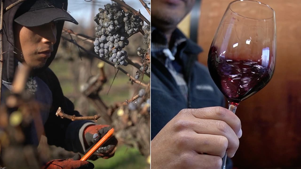 Manos latinas cosecharon la mejor reserva de uvas para vino en California en 2023