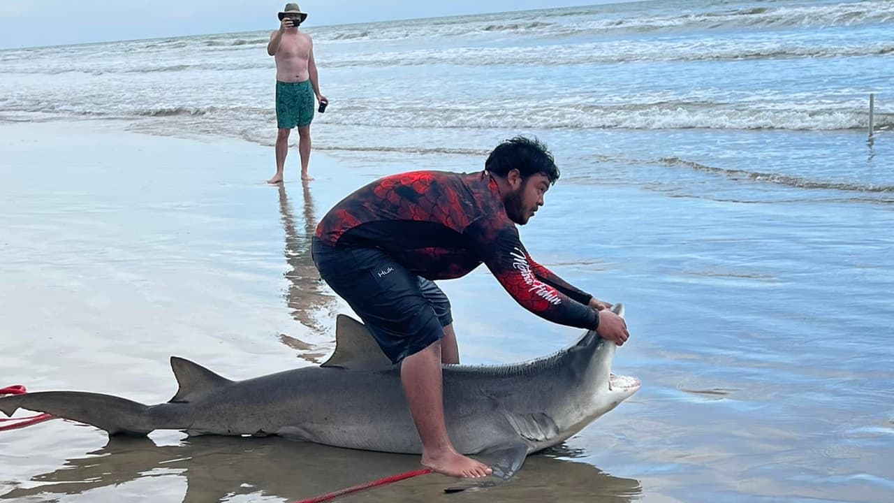Tipton asegura que vio cuando el tiburón regresó al mar. "Yo me quedé y vi cuando el tiburón fue libre otra vez", aseguró.
