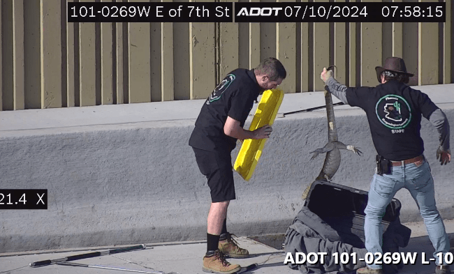 Rescatan enorme reptil sobre el Loop 101 al norte de Phoenix