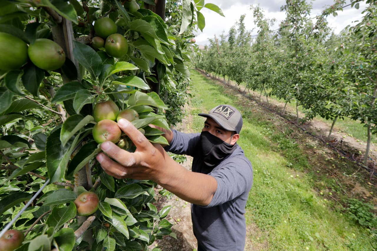 Francisco Hernández, un trabajador de origen hispano, durante la faena en una granja de manzanas en Yakima. Los reclamos y huelgas han causado trastornos en la cosecha y el procesamiento de alimentos en la zona.
