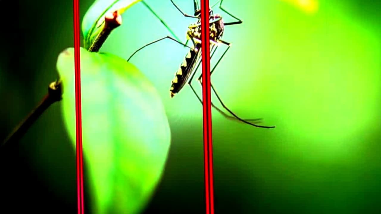 Tras confirmarse la primera muerte por dengue en Florida, esto aconseja un especialista