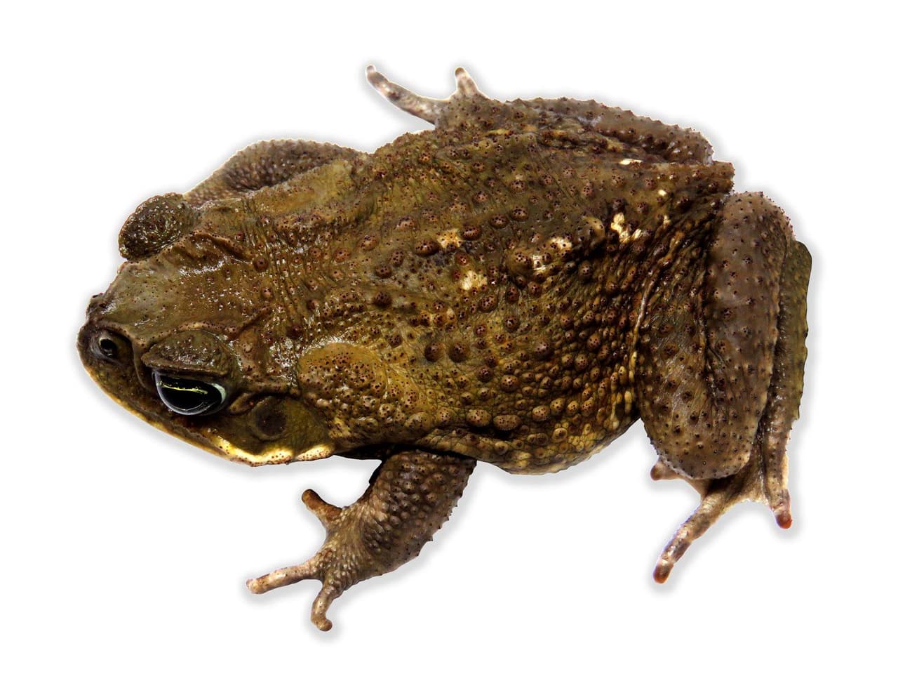 Además, no tienen cresta en sus ojos