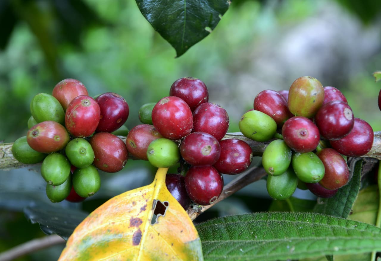 <b>¿Cuál es el país que más produce café orgánico?</b>
<br>México es el principal exportador mundial de café orgánico, casi todo de esta región del sur. En todo el estado de Chiapas, alrededor de un millón de personas -el 30% de la población- vive de la industria del café. A nivel nacional, más de 5 millones de personas dependen del café. La mayoría de trabajo en pequeñas explotaciones familiares: hay cerca de 500.000 pequeños productores de café en México.