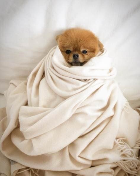 Thalía, quien es amante de los animales, procura también apapachar a su perrita pomeranian Amorcita Love.