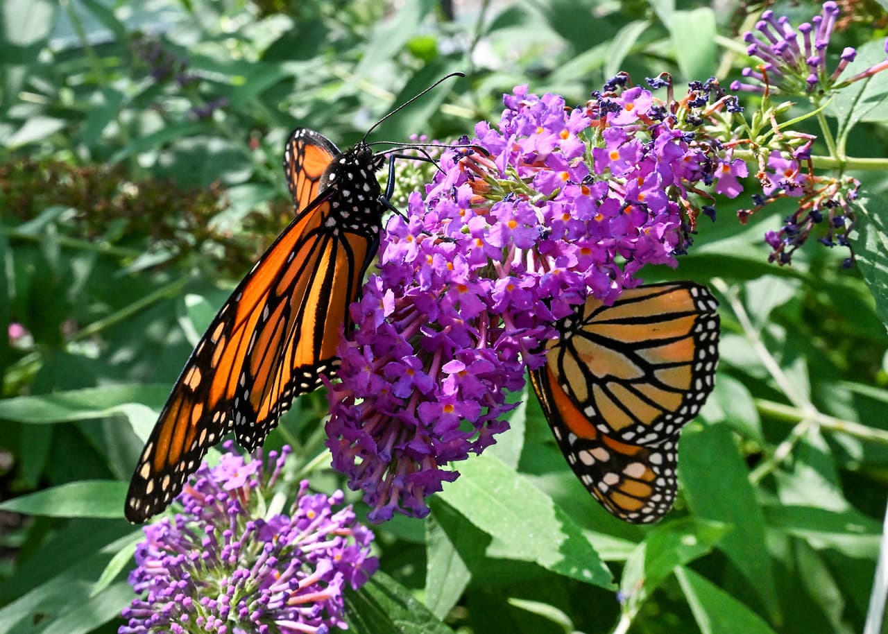 Mariposas Monarcas son parte de las bellezas que ofrece el Zoológico de Brookfield.