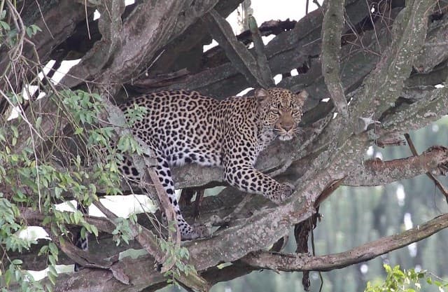 En el Parque Nacional Queen Elizabeth, Raúl fotografió un leopardo.