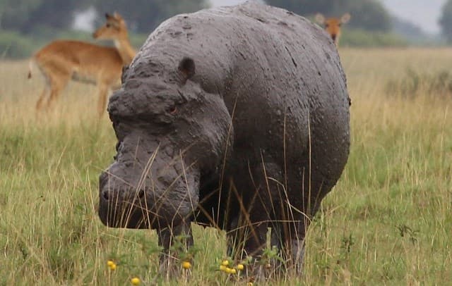 En los días siguientes, Raúl pudo observar más de la fauna del lugar.