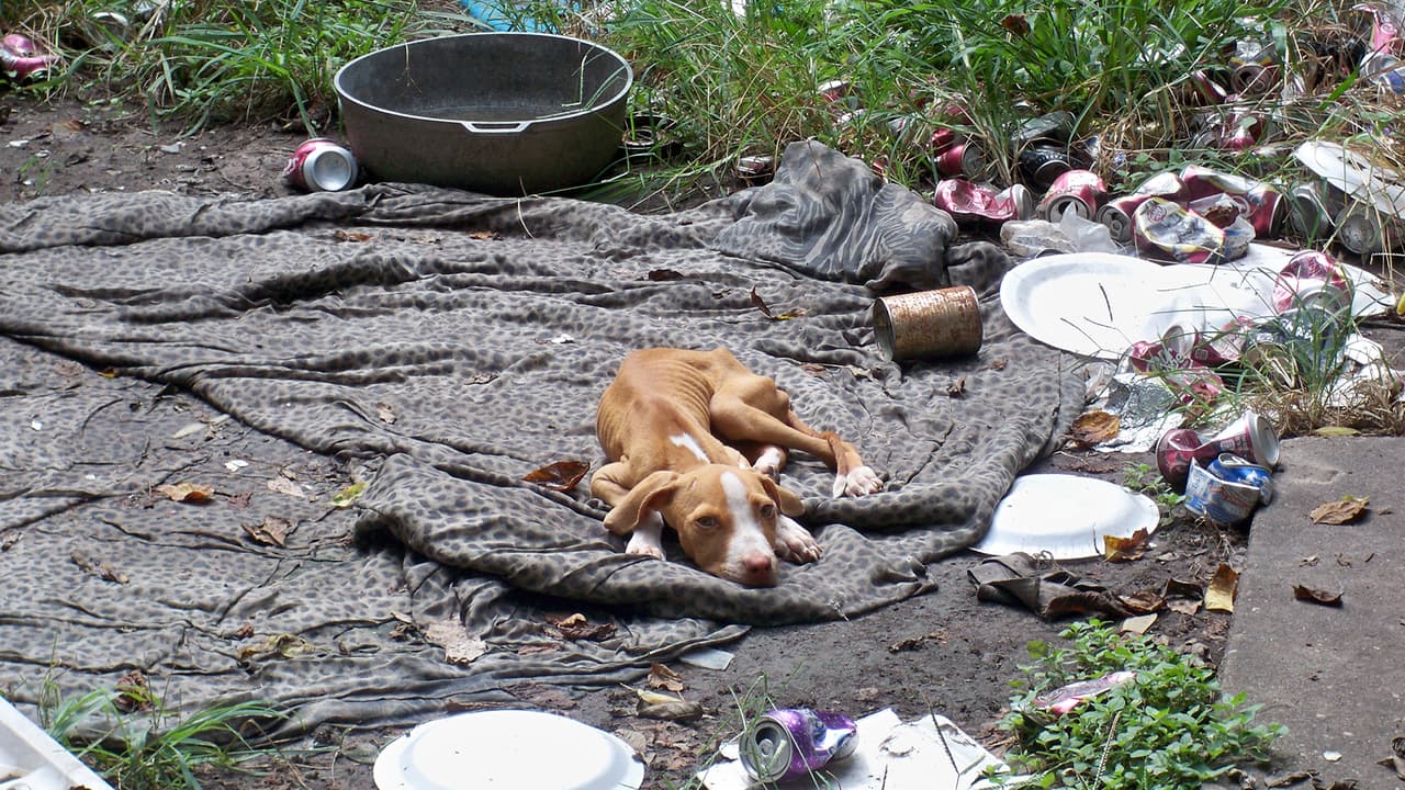 Dos perros adultos vivían en un patio cercado de basura y estaban tan hambrientos y deshidratados que parecían esqueletos y tuvieron que ser sacrificados.
<br>