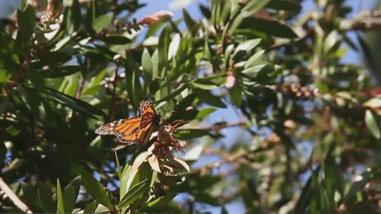 Inicia la temporada de paso de las mariposas monarcas por San Antonio