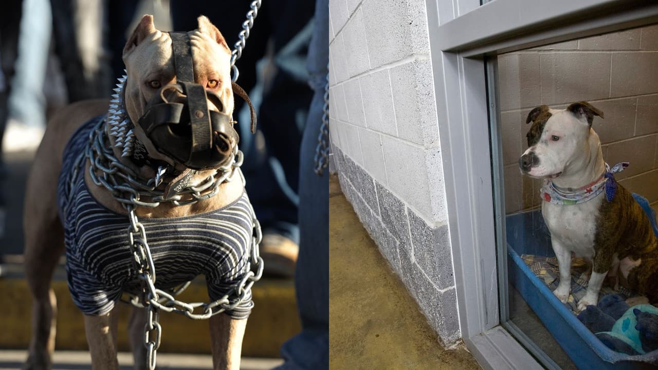 "No podía creer lo que estaba viendo": hombre relata cómo dos pitbulls mataron a su vecino hispano