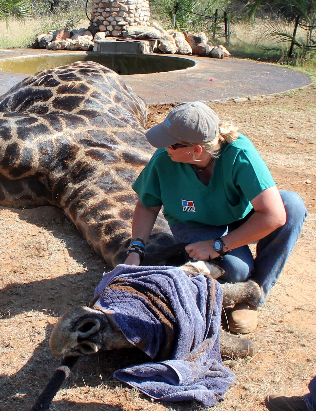 “Cuando recibes una llamada pidiéndote que lleves a tus estudiantes para ayudar a sacar una jirafa de un pozo, te quedas sorprendida”, comentó ella.