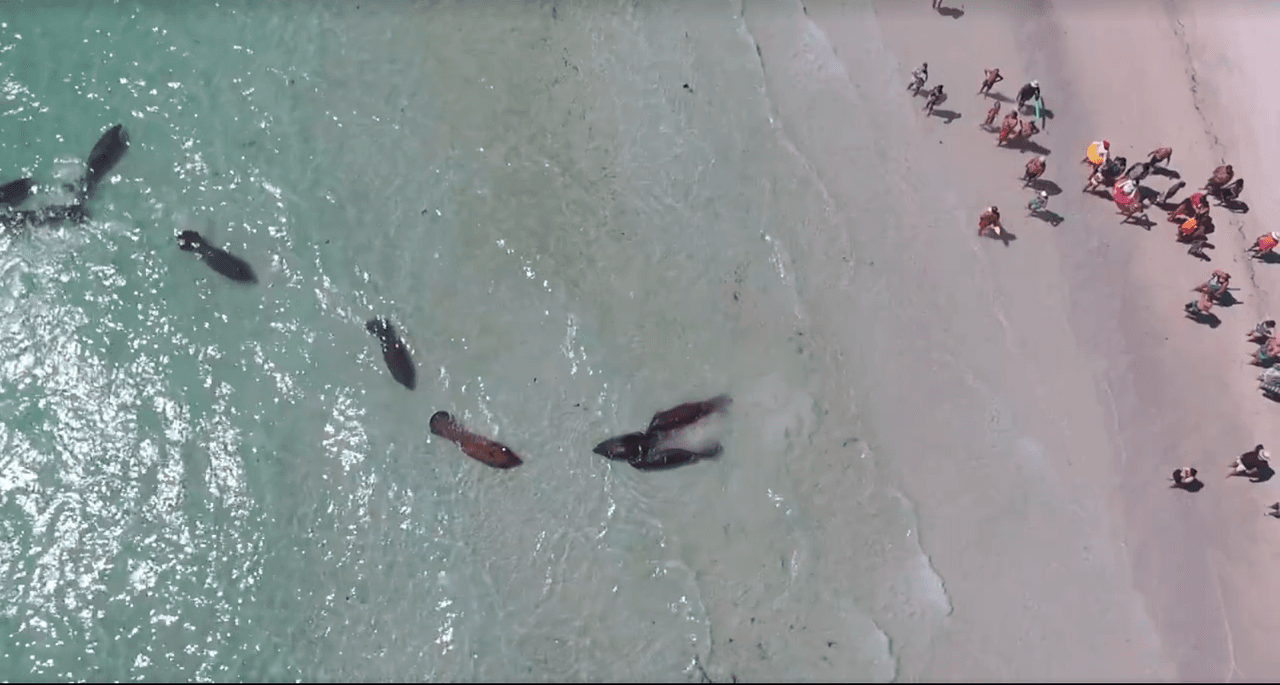 Florida: Grupo de manatíes asombra a visitantes del condado Manatee