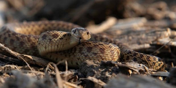 El color de la serpiente Gopher depende de su subespecie y ubicación, pero muchas se confunden con serpientes de cascabel. Poseen una adaptación conocida como mimetismo batesiano, donde una especie inofensiva imita a una especie dañina.