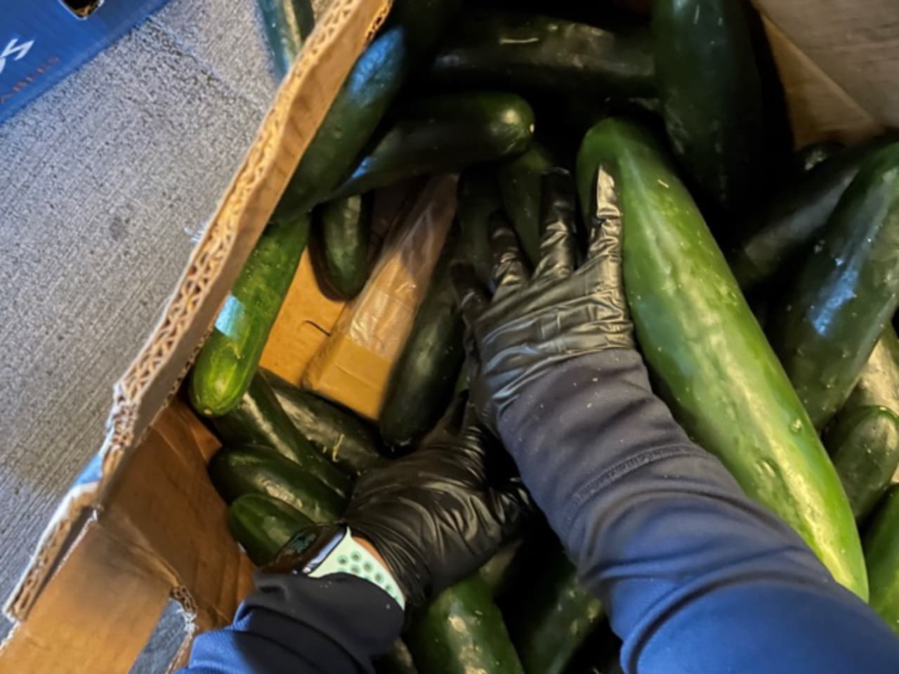 En un esfuerzo conjunto, HSI, DEA y CBP evitaron que más de 600 libras de cocaína mezcladas en un cargamento de pepino ingresaran a EEUU en un intento de contrabando.
