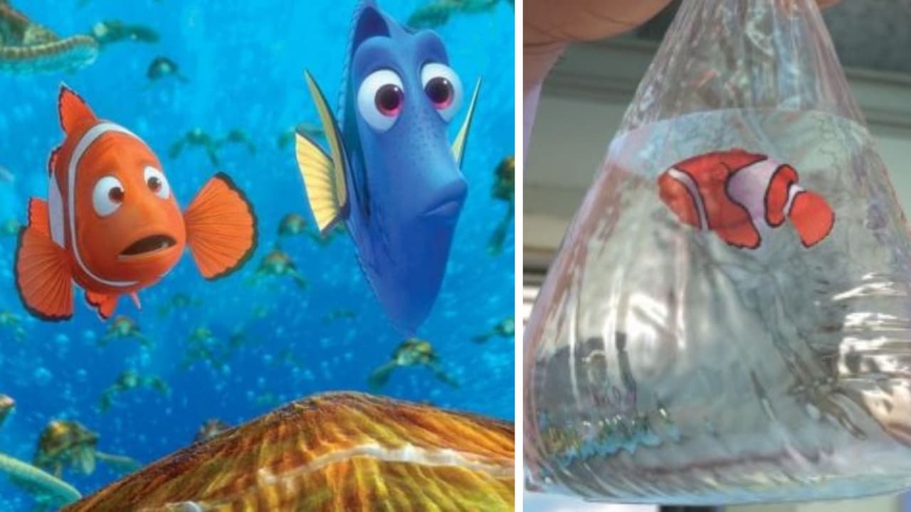'Buscando a Nemo'