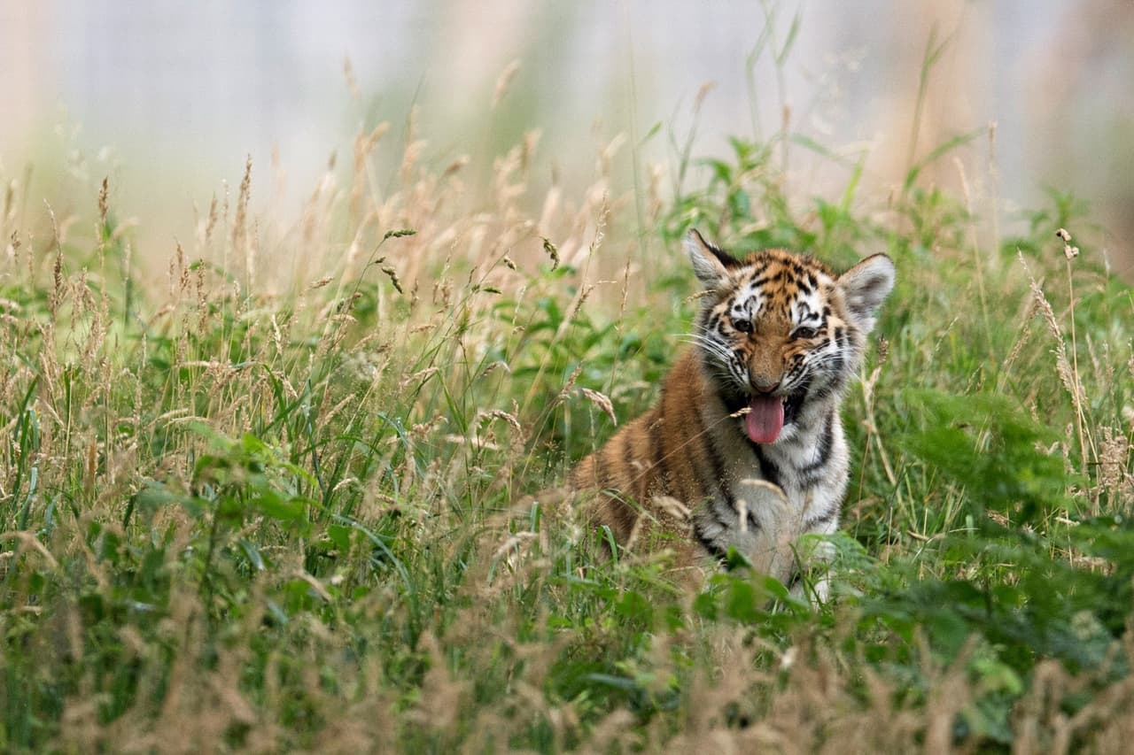 Autoridades del sur de México advierten sobre tigre suelto