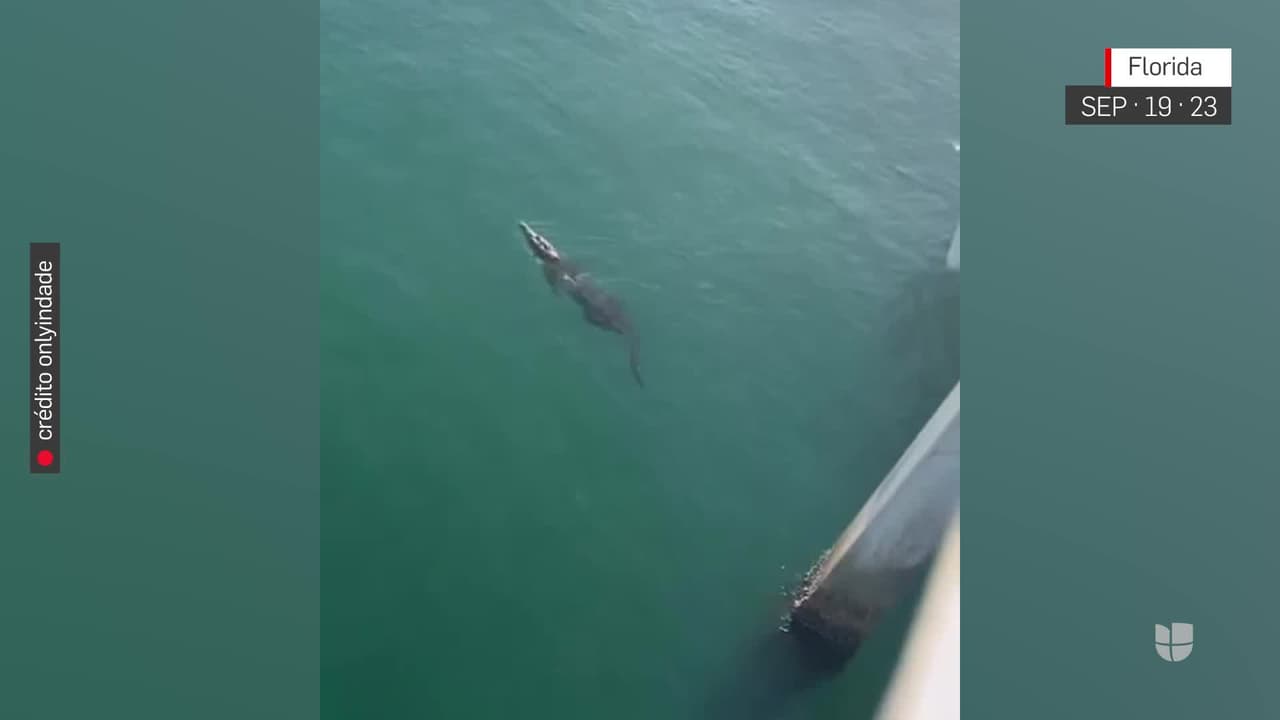 Avistan caimán nadando en el mar cerca de playas de Pompano Beach